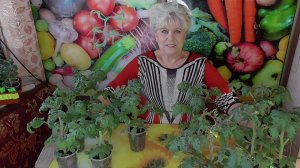 Пора сеять томаты для выращивания в холодных тоннелях на продажу! Все подробности посева.