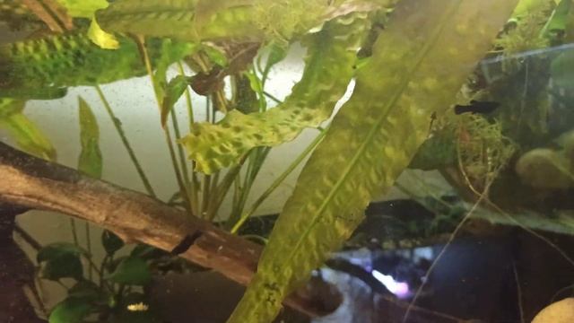 Аквариумы, рыбки, цихлиды, растения, коряги. Что изменилось? смотреть онлайн