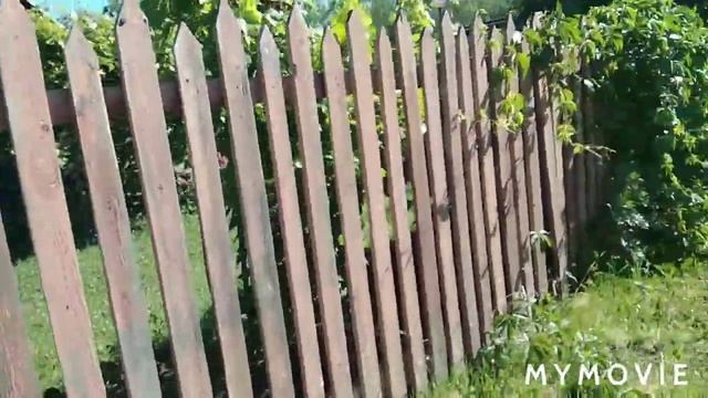 Ливень# Пионы# Кошки# Обзор цветов# Розы# Мои огурчики# смотреть онлайн