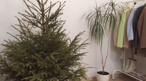 ОТЛИЧНАЯ МУЛЬЧА ДЛЯ ГОРТЕНЗИЙ ЭТО ИГОЛКИ ОТ НОВОГОДНЕЙ ЁЛКИ ??