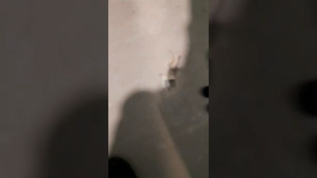 Viessmann настенный котёл, ошибка F05 смотреть онлайн