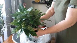 НОВИНКИ АУКУБА И ПЕПЕРОМИЯ а также много эмоций