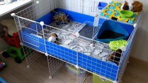 Делаем вольер выше! Как сделать вольер для морских свинок удобнее / Making piggies c&c cage higher!