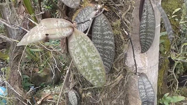 Phalaenopsis Shilleriana Orchid смотреть онлайн