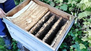 Откачиваем мёд и закармливаем пчел сиропом на зиму