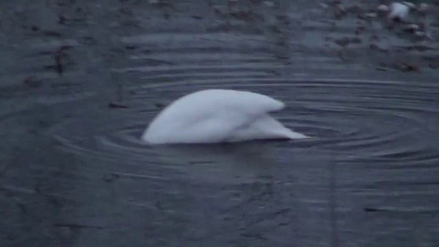 дрифтеры лебеди смотреть онлайн