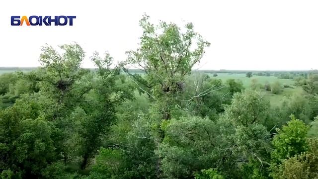 Самые большие птицы России орланы - белохвосты живут в Ростовской области