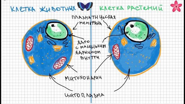 3 урок 5 класс. Клетка и её строение. смотреть онлайн