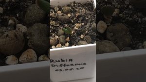Вытянулись сеянцы Фаукарии Faucaria что делать? Выживут?