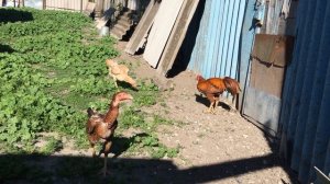 Бойцовый петух-чемпион Рой Джонс(линия Ржавого). 2 года.