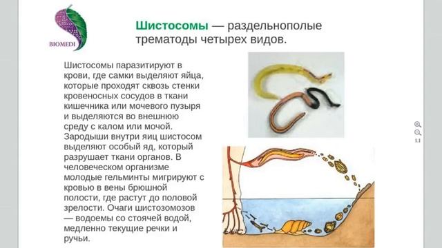 БИОМЕДИС М. Гельминты