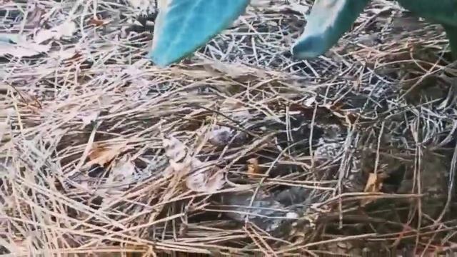 Vlog-95 ДЕКАБРЬ движение в саду! ЗОЛА розам?в помощь?гортензии и рододендроны? смотреть онлайн