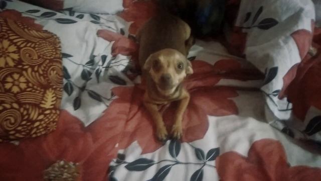 Той-терьер Жужа беременна смотреть онлайн