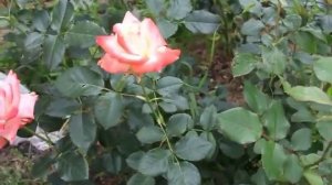 розы на даче, обзор сортов. Часть 2