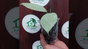 Hoya coriacea silver very rare from Indonesia.