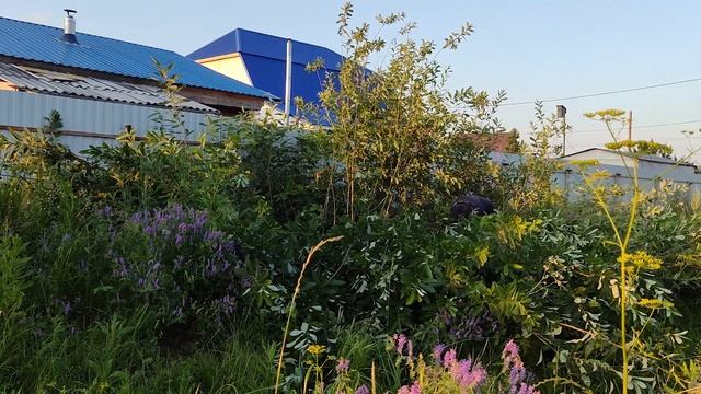 Забыт на 10 лет. Купил заброшенный дом смотреть онлайн