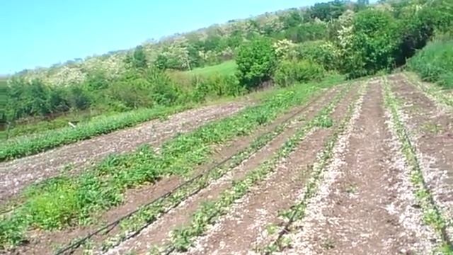 клубника . просто о сложном . высказывание и размышление " философия" смотреть онлайн