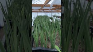 Выгонка ириса к 8 марта! 6 недель после посадки.