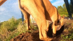 Питбуль Кими нашла клад