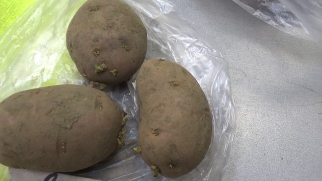 О некоторых сортах картофеля.