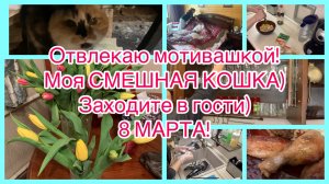 Отвлекаю мотивашкой. Моя смешная кошка. Заходите в гости!)