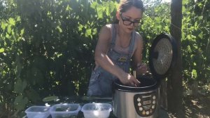 А ВЫ ПРОБОВАЛИ ЛИСТЬЯ ШЕЛКОВИЦЫ?