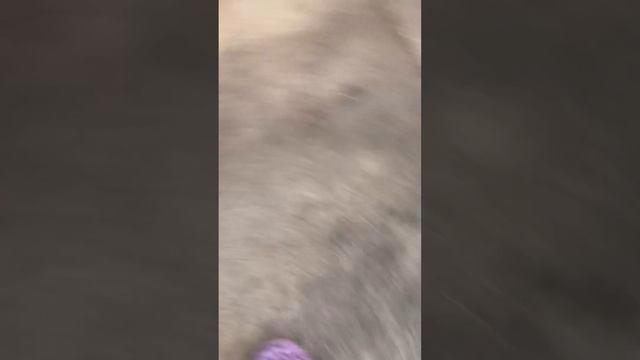Собачата 3D реальная жизнь пневмания 🏃♂️