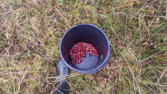 В лес на болото за клюквой, лесной урожай, покатушки на ниве смотреть онлайн