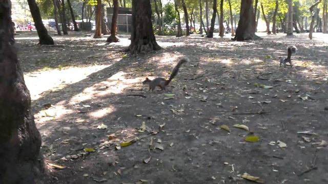 Белки в парке Чапультепек смотреть онлайн