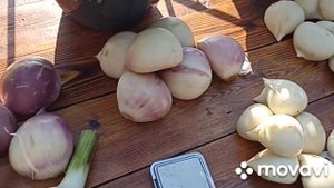 ЧЕСНОК МЕДВЕЖИЙ КОГОТЬ И РОКАМБОЛЬ ИЮЛЬ 2023 Г // ВАЦАП ДЛЯ ЗАКАЗА 8-915-245-81-59 ПИСЬМЕННО