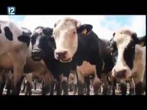 "Местные жители" (05.07.2016)