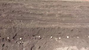 посадка картошки культиватором