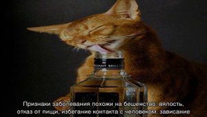 Чумка у кошек: симптомы и лечение в домашних условиях