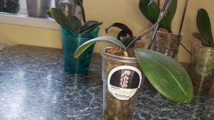 Как НАРАСТИТЬ корни ОРХИДЕИ РЕАНИМАШКИ? Отличный способ посадки для наращивания корней у орхидеи