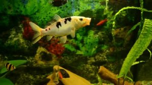 Карп Кои в аквариуме 300 л. HD