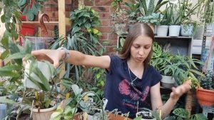 Осенний обзор хой