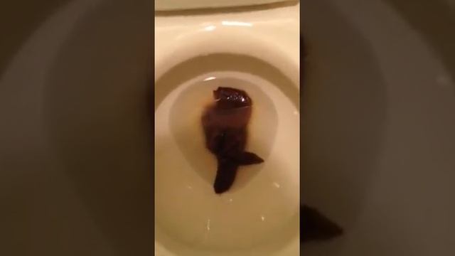 Super Poop #2