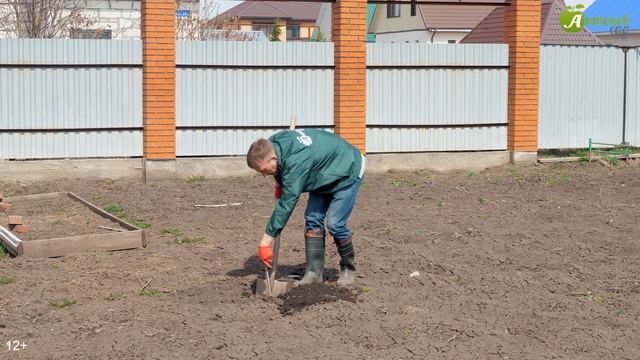Как избавиться от проволочника: 5 лучших способов