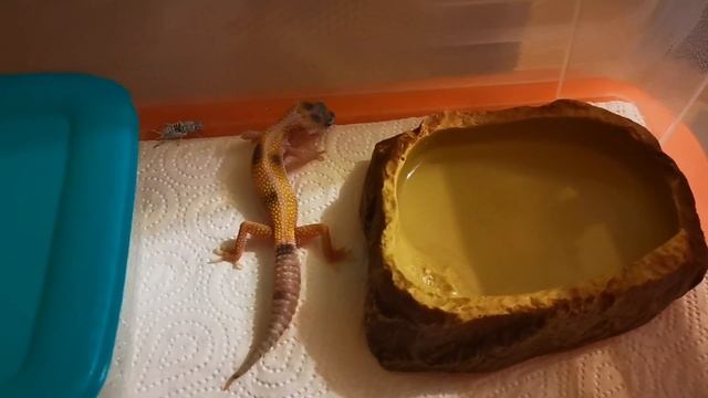 КОРМЛЮ СВОЕГО ЭУБЛЕФАРА! EXO TOP смотреть онлайн