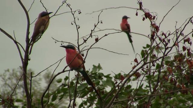 Carmine Bee-eater Regurgitates Pellet. Пурпурная щурка отрыгивает погадку (2207sp) смотреть онлайн