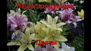 Егорьевский Питомник Никитенко Александра Знакомство
