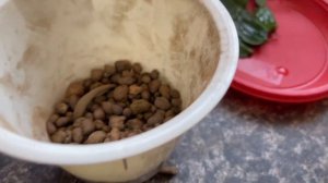 Размножение Декабриста или кактуса Шлюмбергера в воде. Пересадка в грунт.