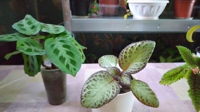 Комнатные цветы/Цветущие и не цветущие/19 июня