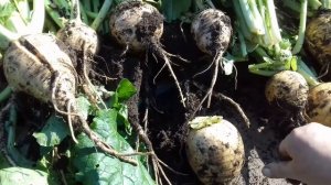 Пора убирать репу....конец сентября ,начало октября.