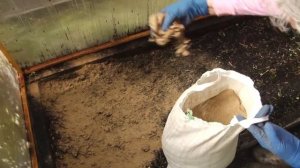 Голова садовая - Что делать в теплице с землей