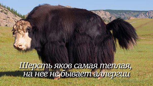 Як. Интересно знать #як смотреть онлайн