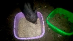 Вечернее кормление поросят ) Какие же они смешные !