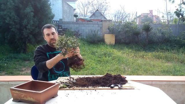 Trasplante de un Quercus suber  "Alcornoque" смотреть онлайн