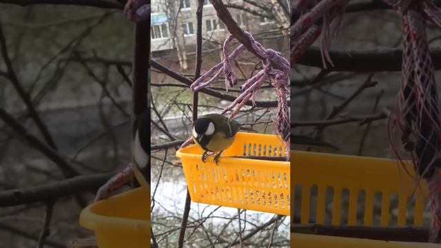Синичка посетила кормушку. смотреть онлайн