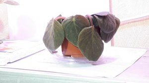 ШОК!!! Фиалка Завяла??? Почему???